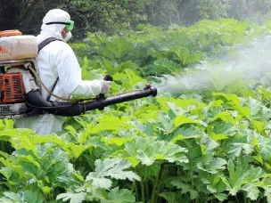 Оповещение населения о проведении Гербицидной обработке Борщевика Сосновского