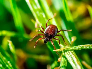 Об эпидемиологической ситуации по инфекциям, передающимся клещами