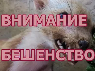 Внимание! Карантин по бешенству на территории Лысковского муниципального округа!