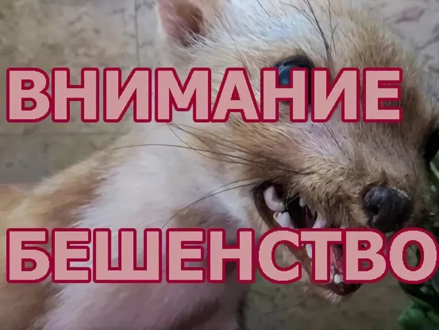 Внимание! Карантин по бешенству на территории Лысковского муниципального округа!
